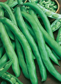 BeanPole