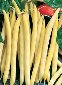 BlackWaxPencilPod