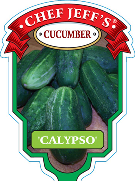 calypso