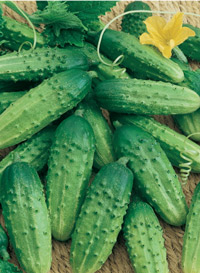 gherkin