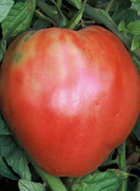 hungarian