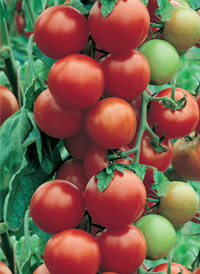 largeCherry