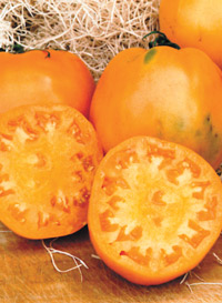 orangeoxheart