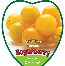 sugarberry