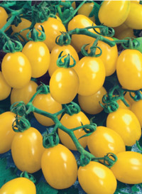 YellowPlum
